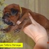 Щенки от пары Брайн х Ютера